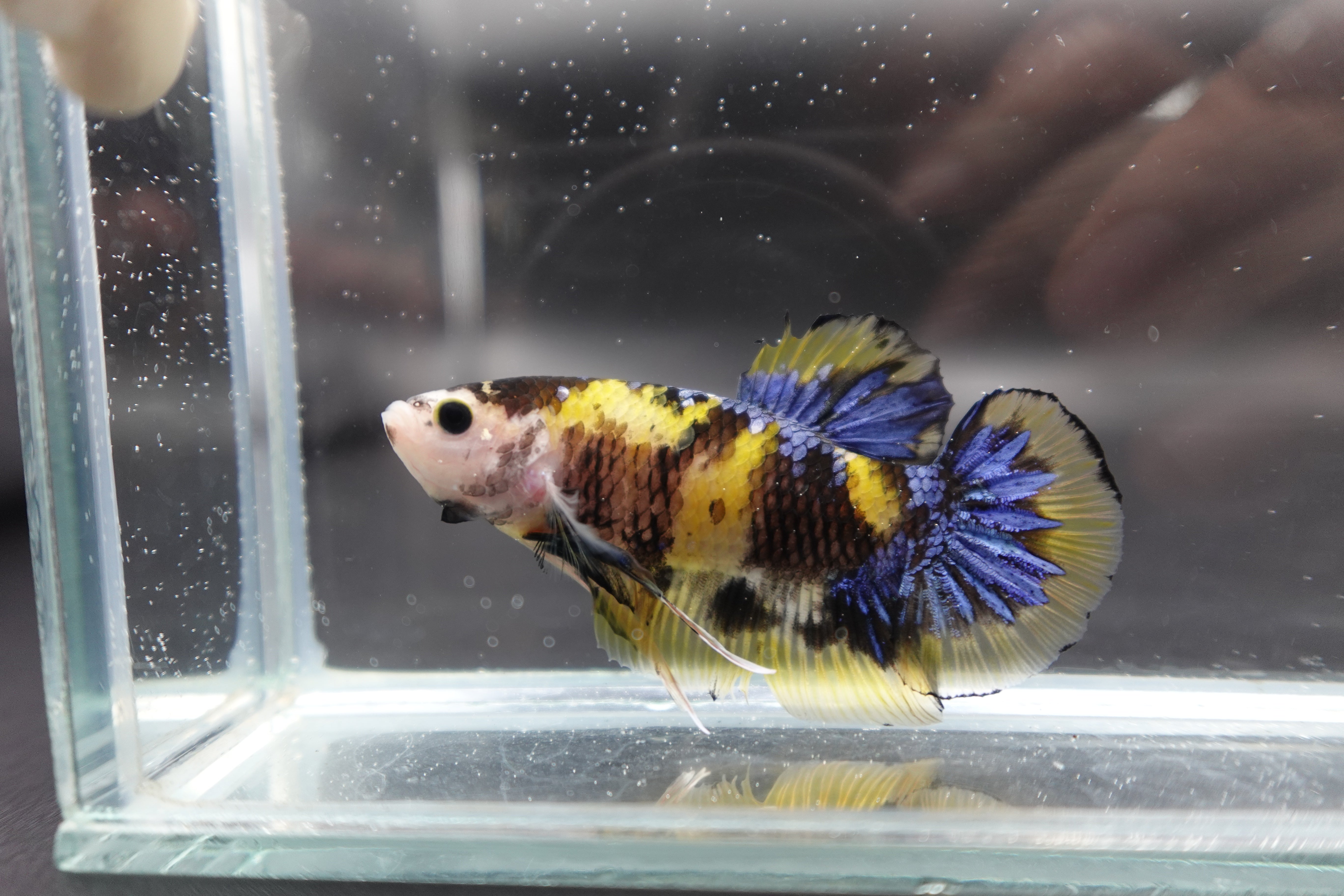 Rare Giant Yellow Tiger Betta Fish