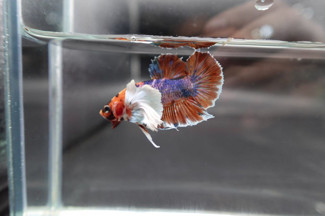 Rare Dumbo Koi Multicolors Betta Fish