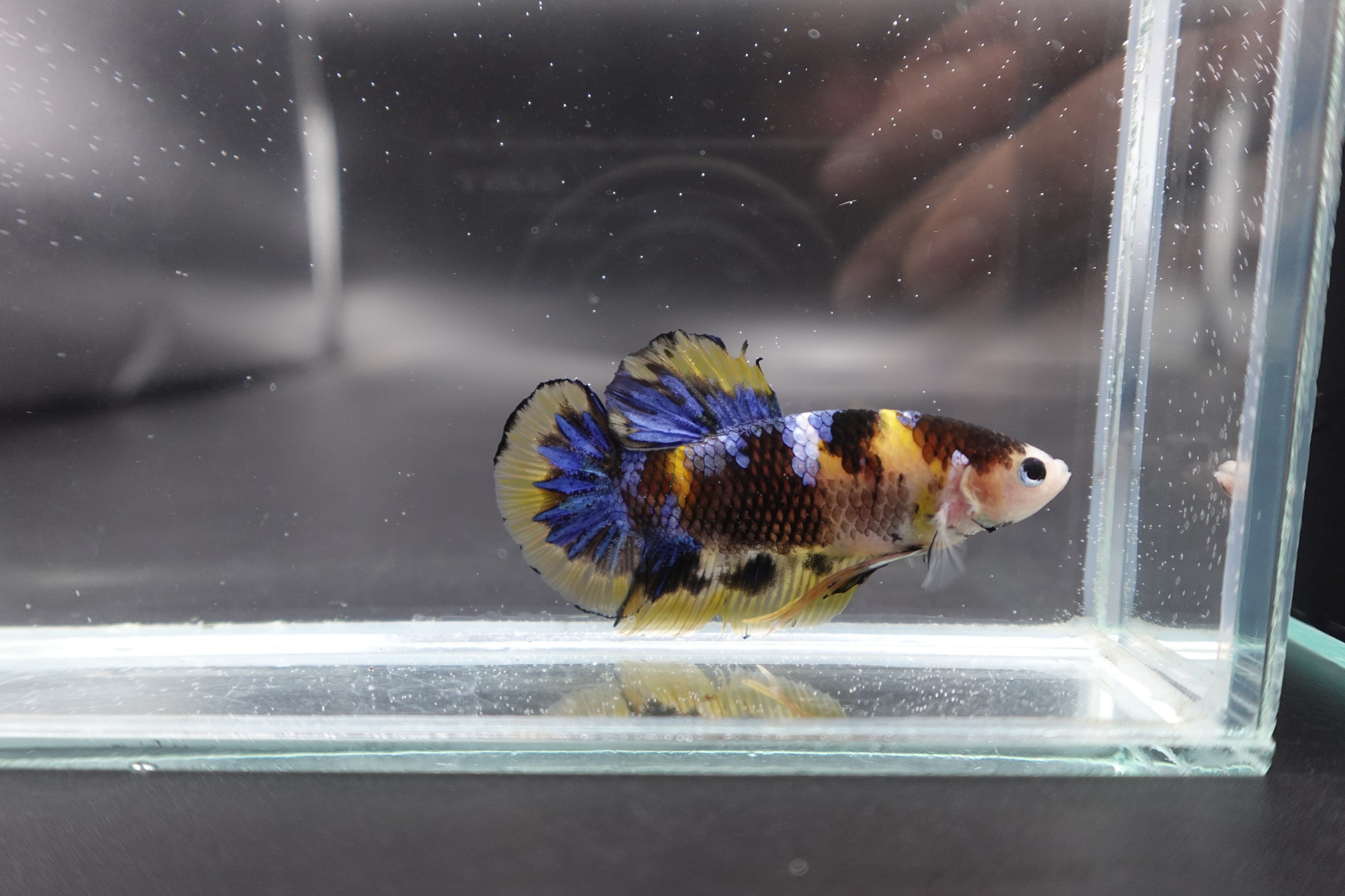 Rare Giant Yellow Tiger Betta Fish