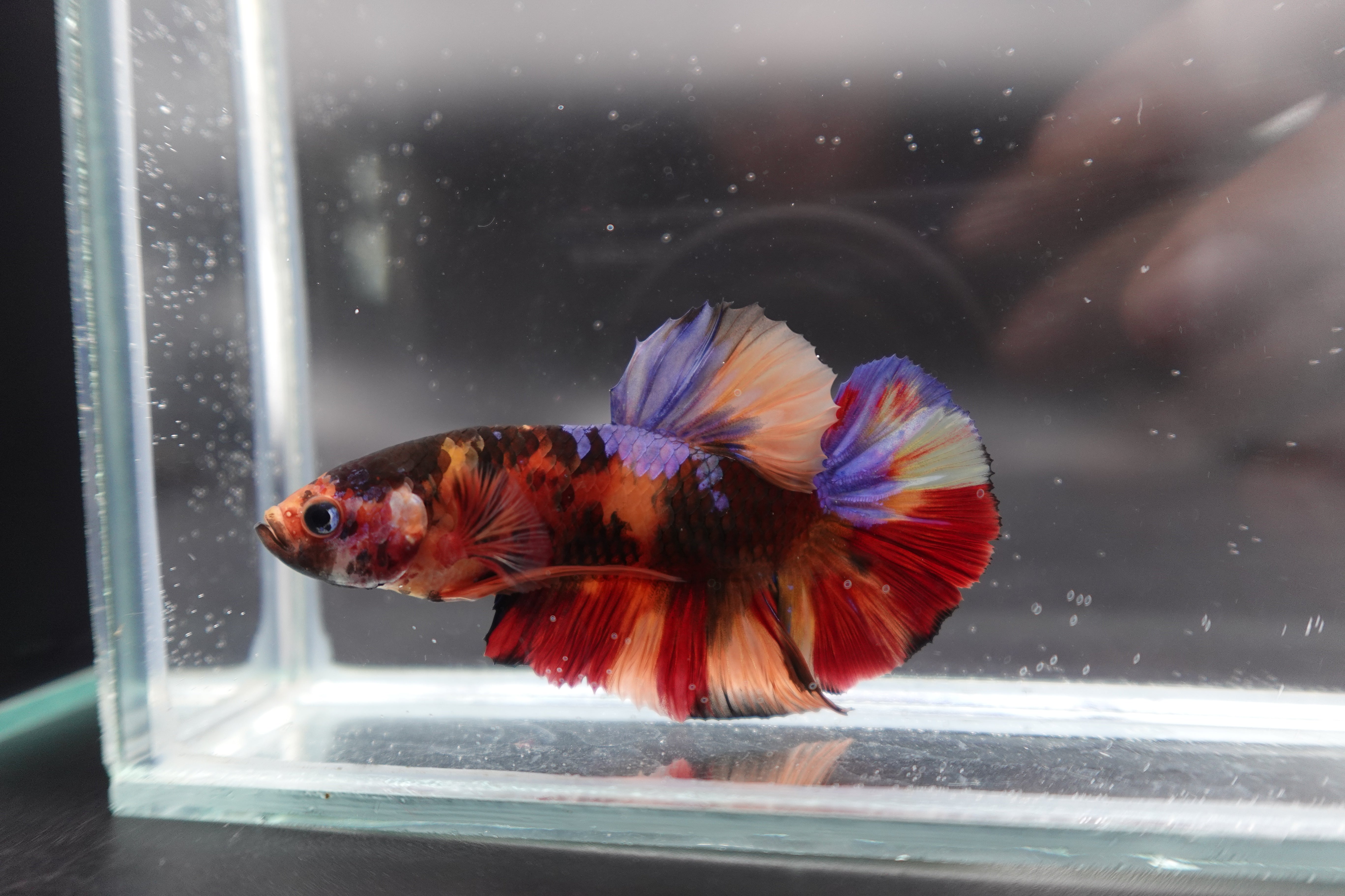 Rare Giant Multicolors Betta Fish