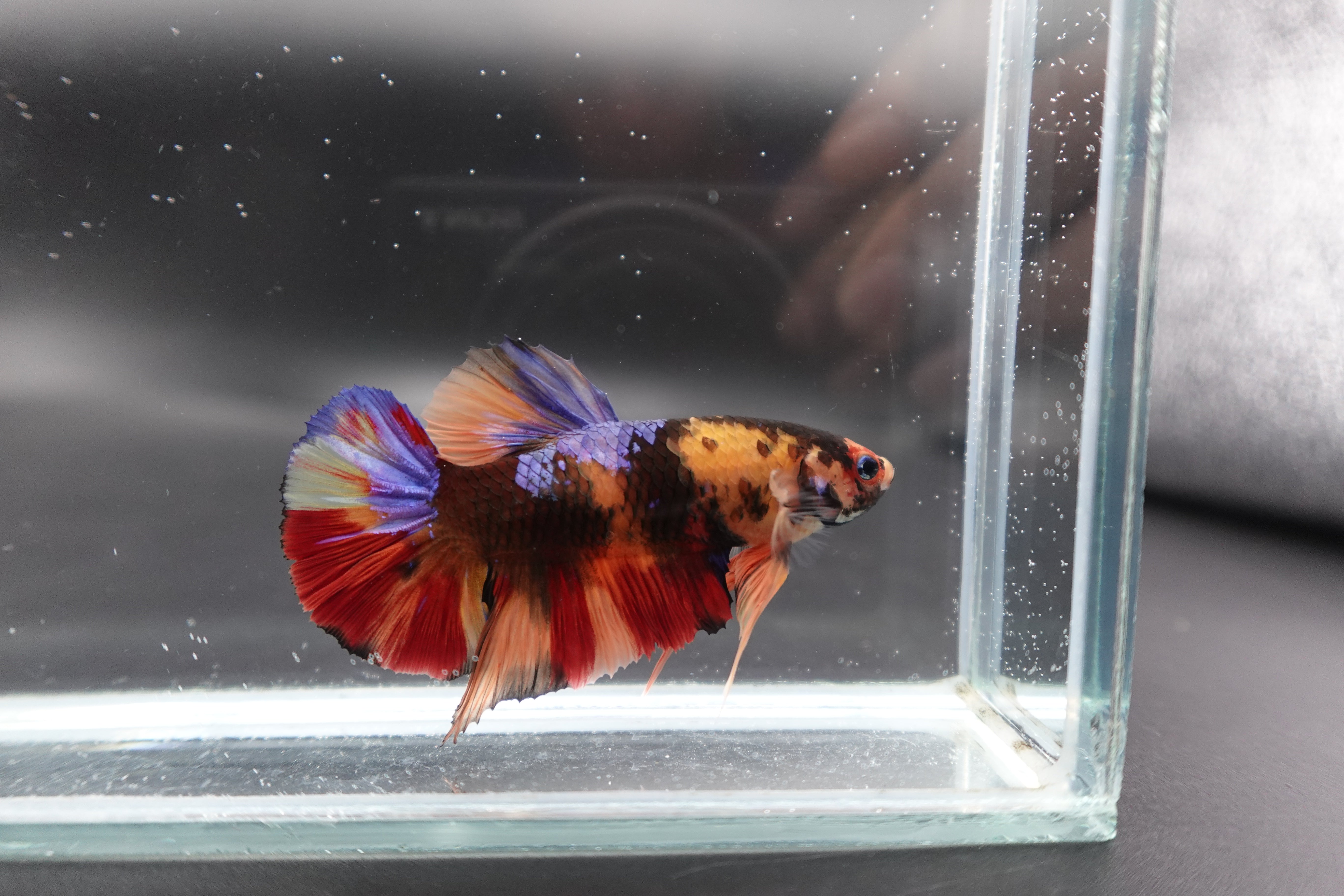 Rare Giant Multicolors Betta Fish