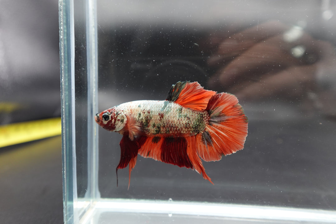 Rare Giant Red Copper Betta Fish