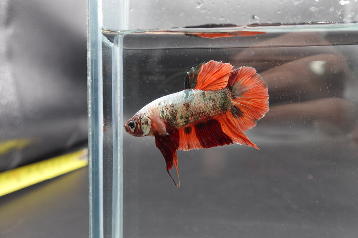 Rare Giant Red Copper Betta Fish