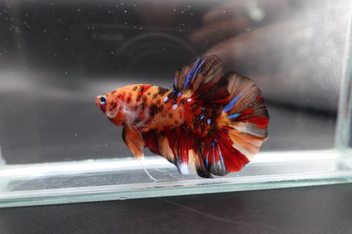 Rare Giant Multicolors Betta Fish