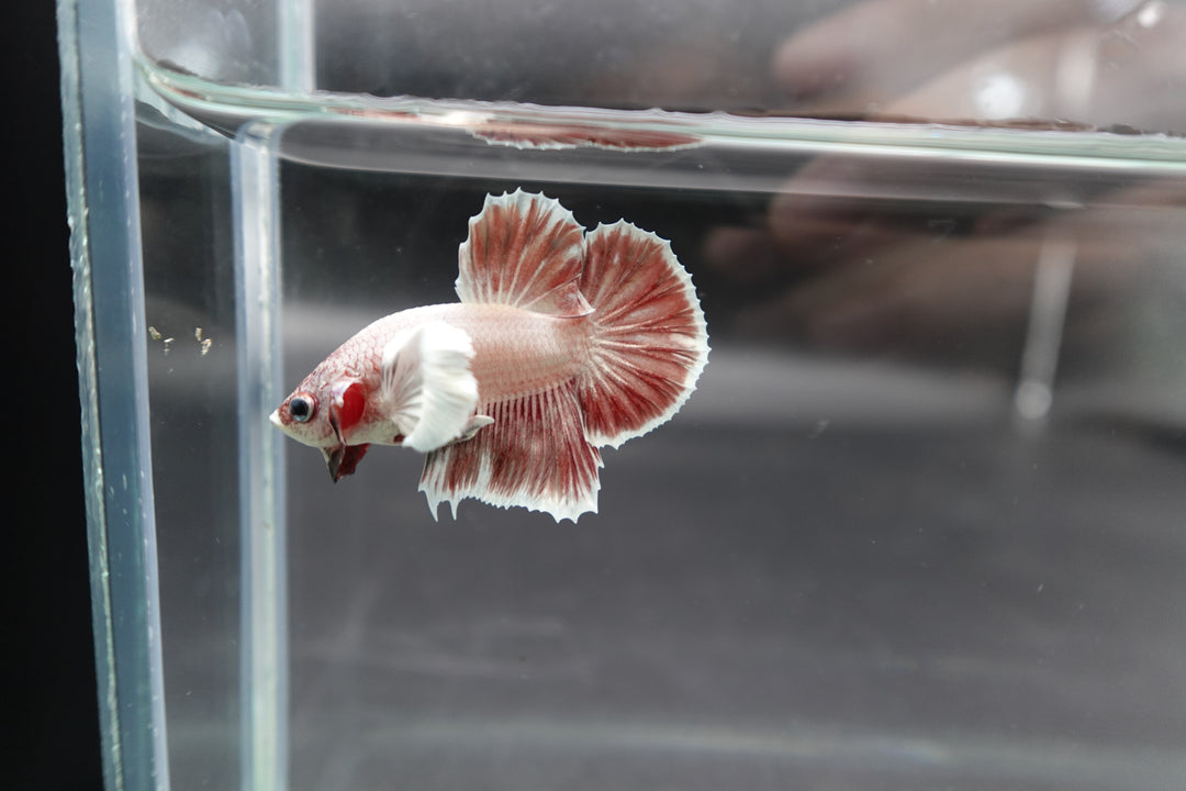 Rare Dumbo Pink Rose Betta Fish