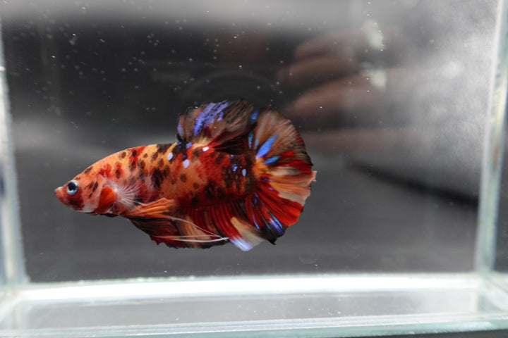 Rare Giant Multicolors Betta Fish