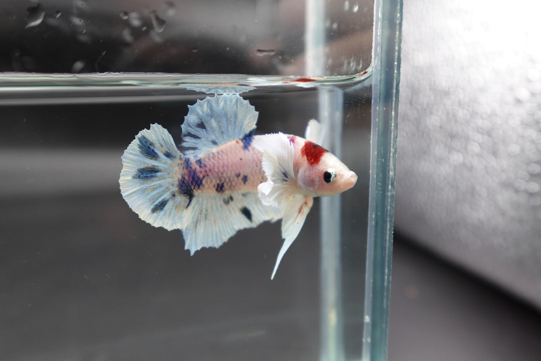 Rare Dumbo Koi Tanjo Betta Fish