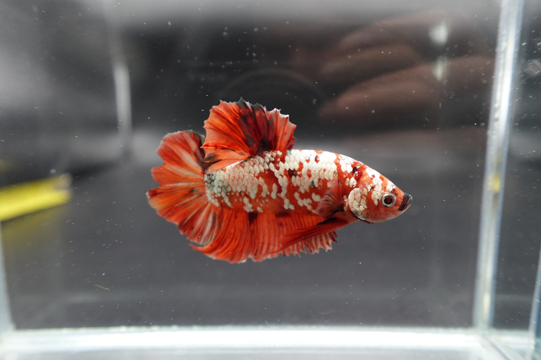 Rare Giant Red Copper Betta Fish