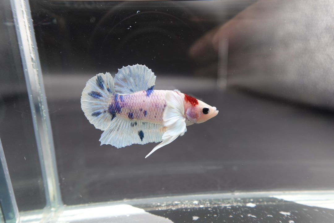 Rare Dumbo Koi Tanjo Betta Fish