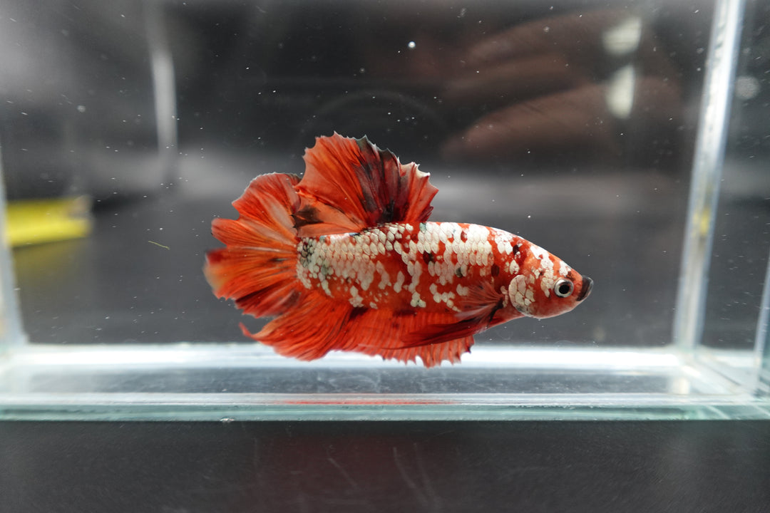 Rare Giant Red Copper Betta Fish