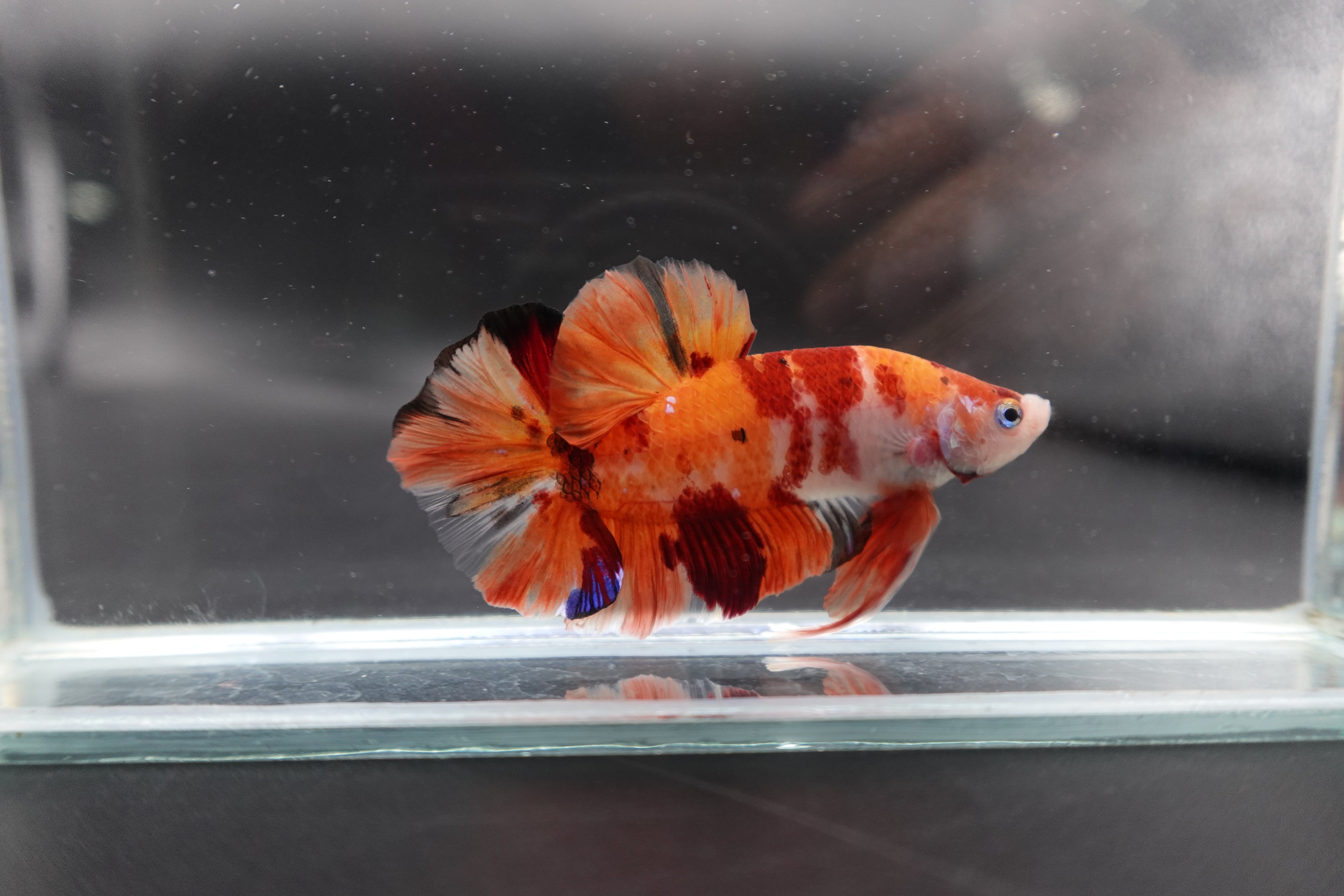 Rare Giant Multicolors Betta Fish