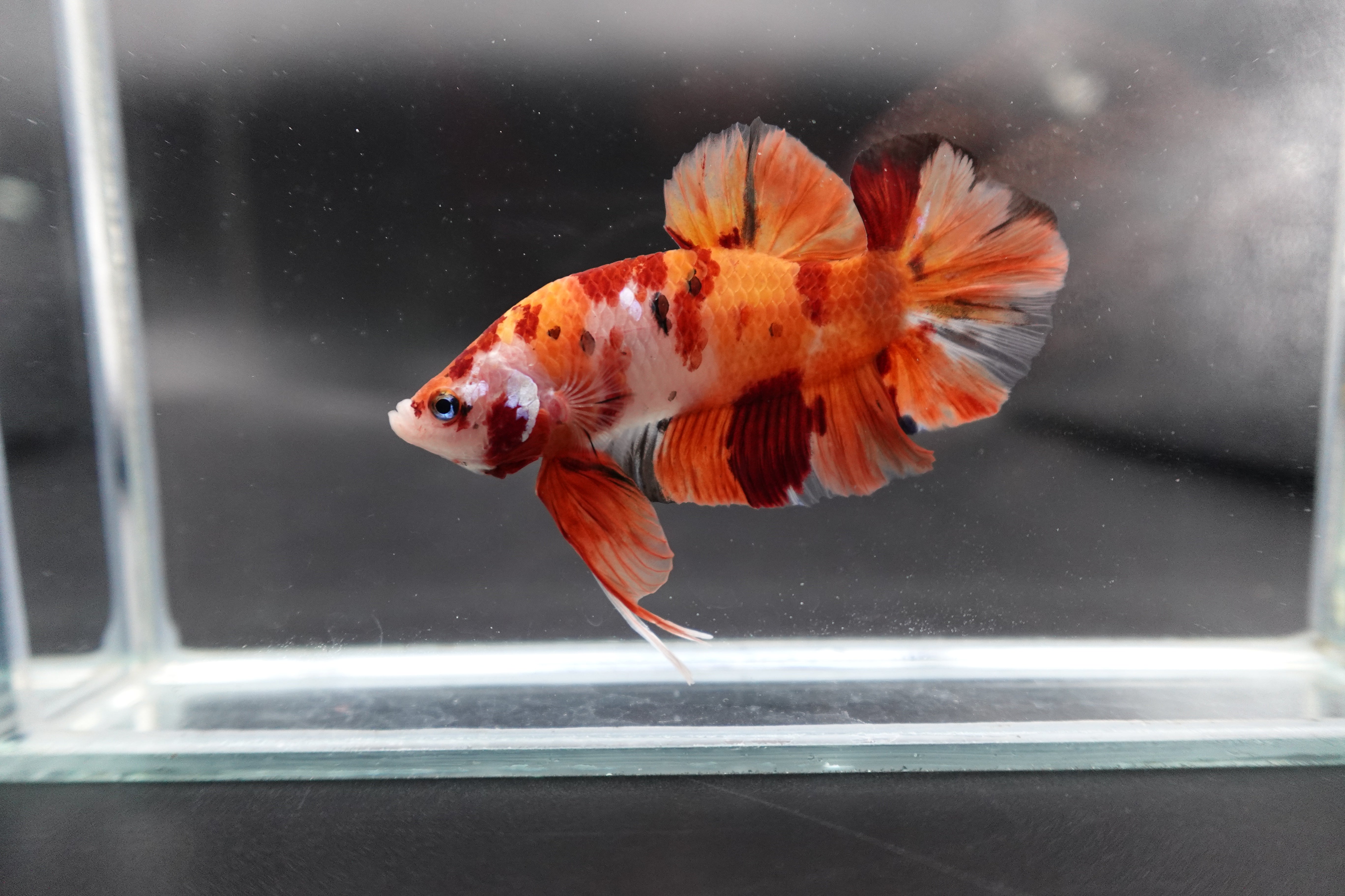 Rare Giant Multicolors Betta Fish