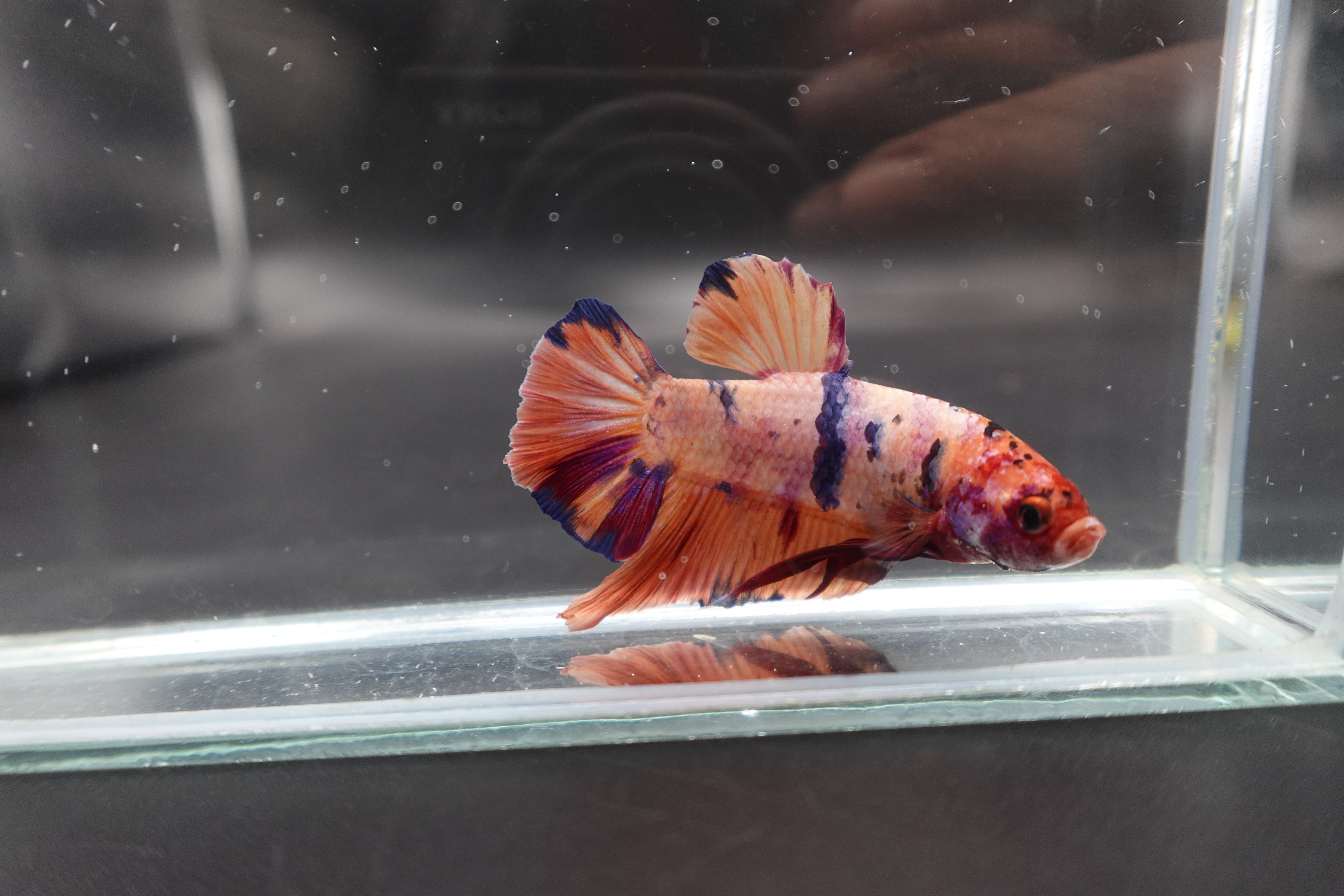 Rare Giant Multicolors Betta Fish