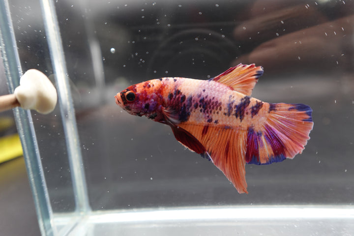 Rare Giant Multicolors Betta Fish