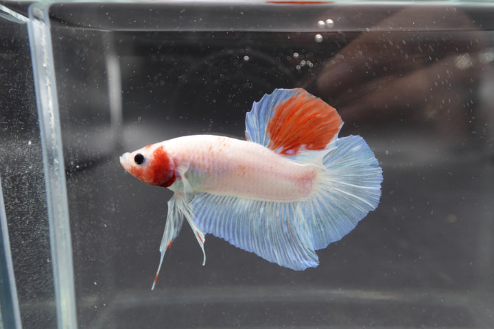 Competition Giant Koi Betta Fish