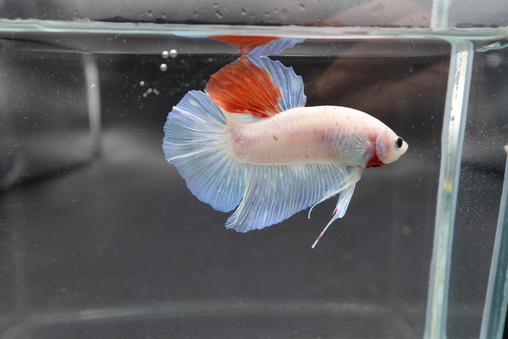 Competition Giant Koi Betta Fish