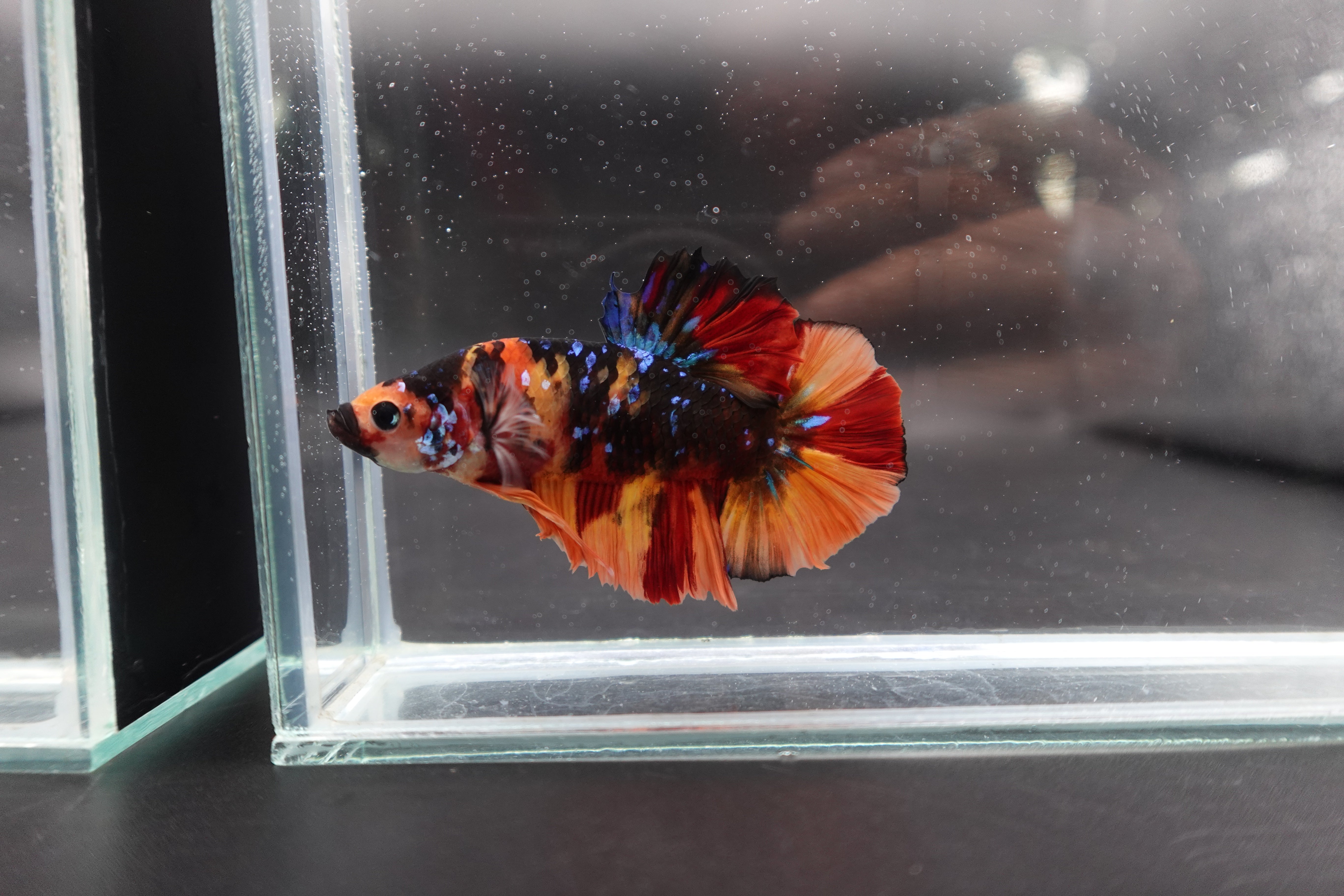 Rare Giant Multicolors Betta Fish