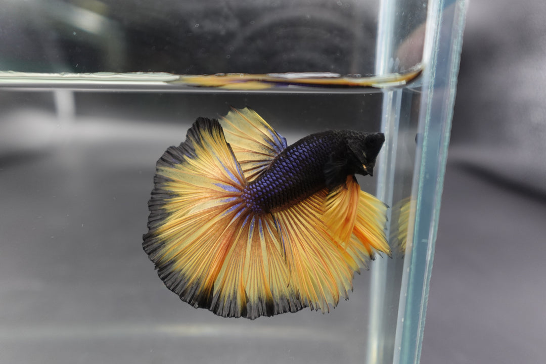 Rare Halfmoon Platinum Butterfly Betta Fish