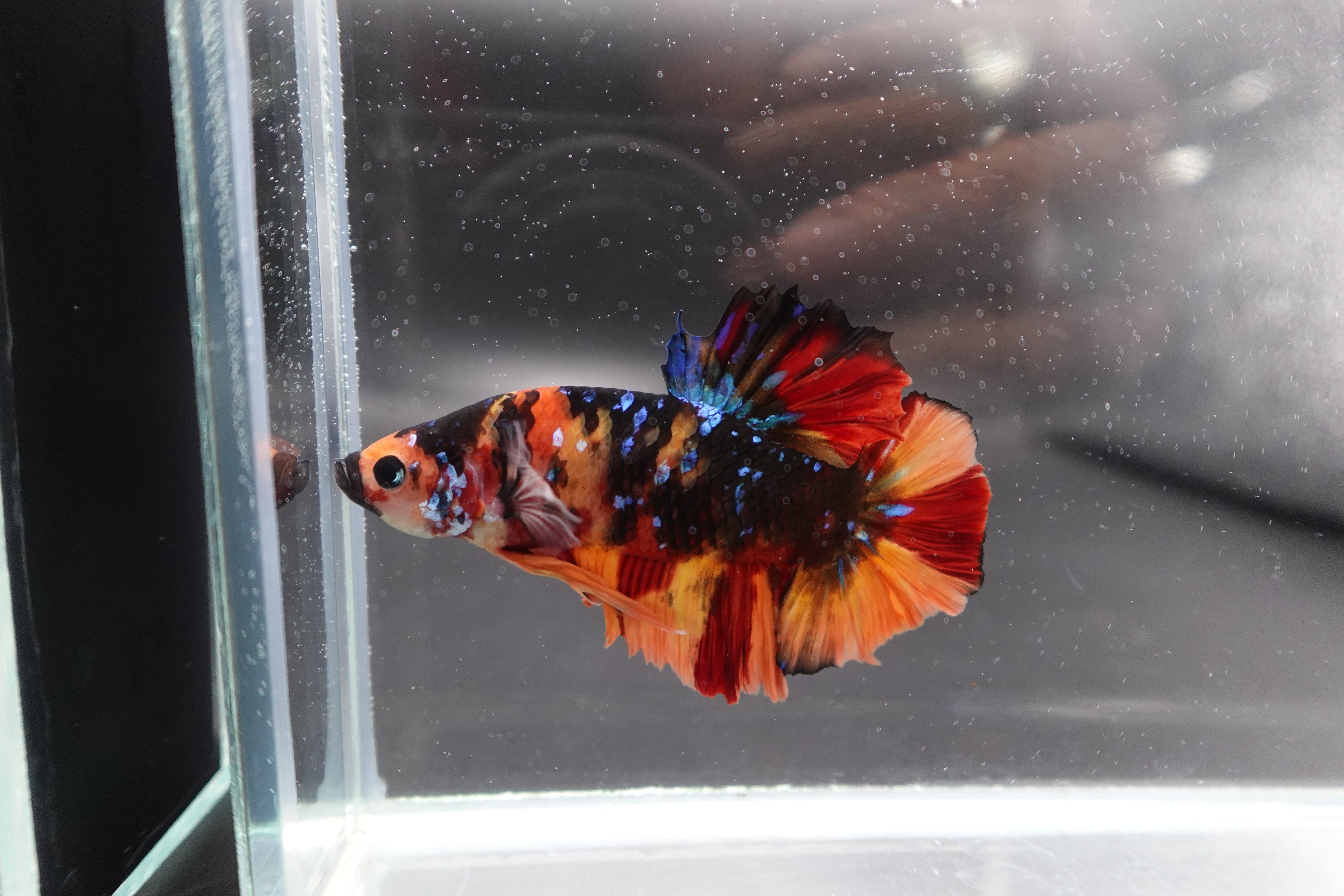 Rare Giant Multicolors Betta Fish