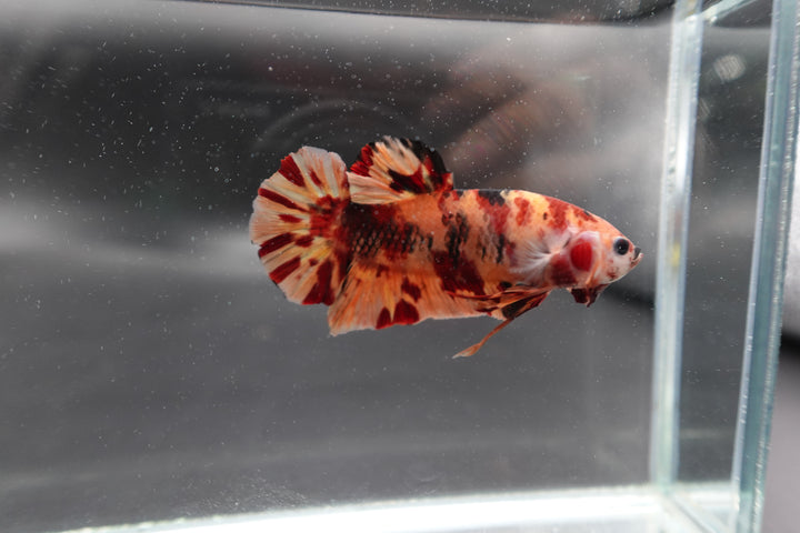 Rare Giant Multicolors Betta Fish