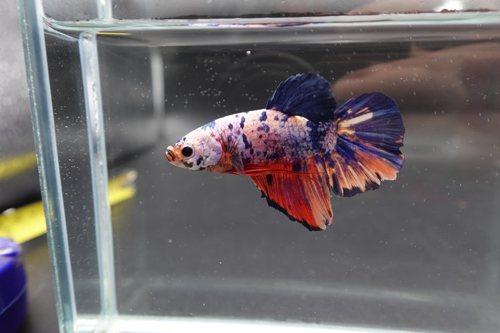 Rare Giant Multicolors Betta Fish