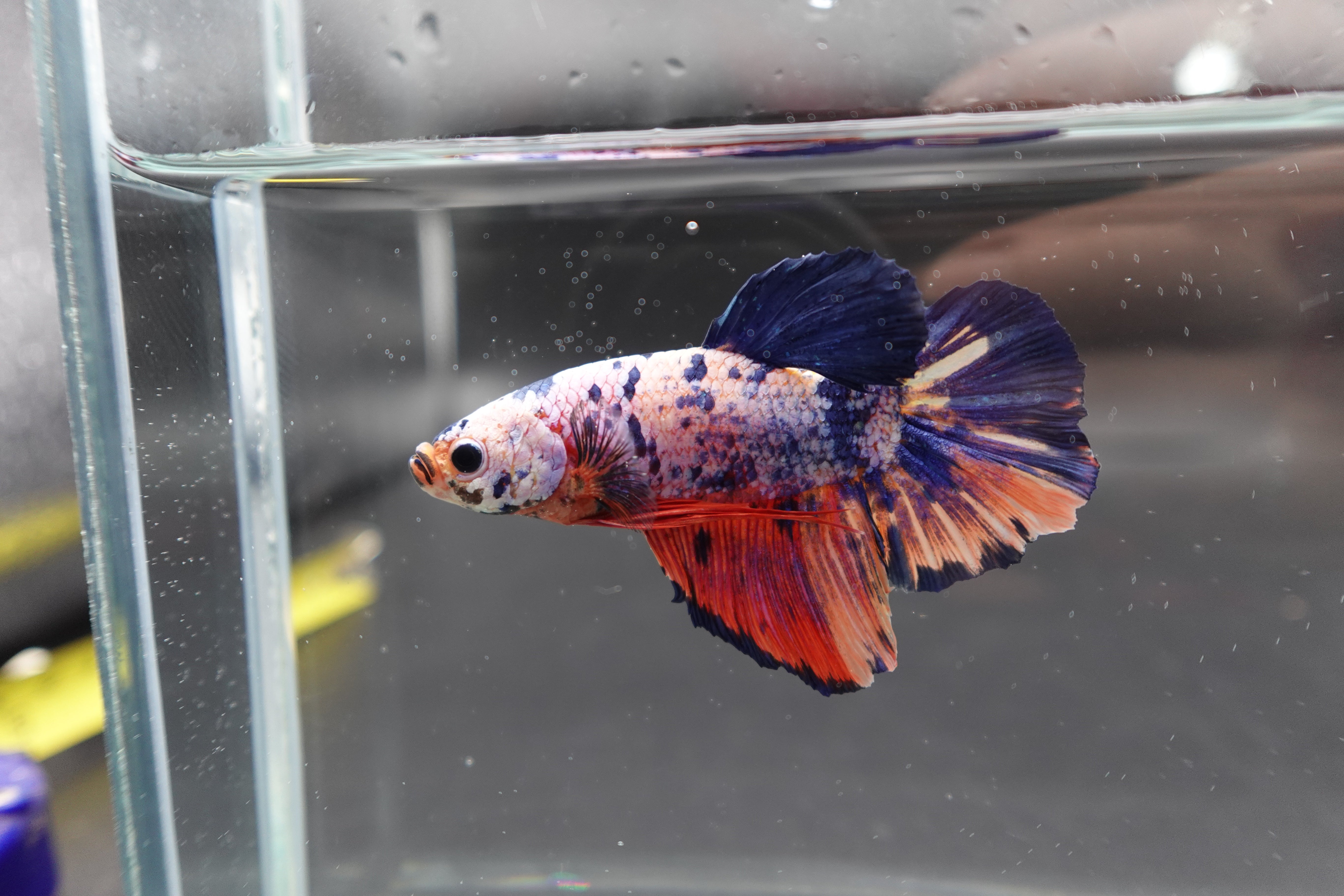 Rare Giant Multicolors Betta Fish