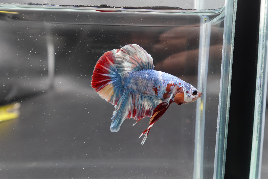 Rare Giant Multicolors Betta Fish