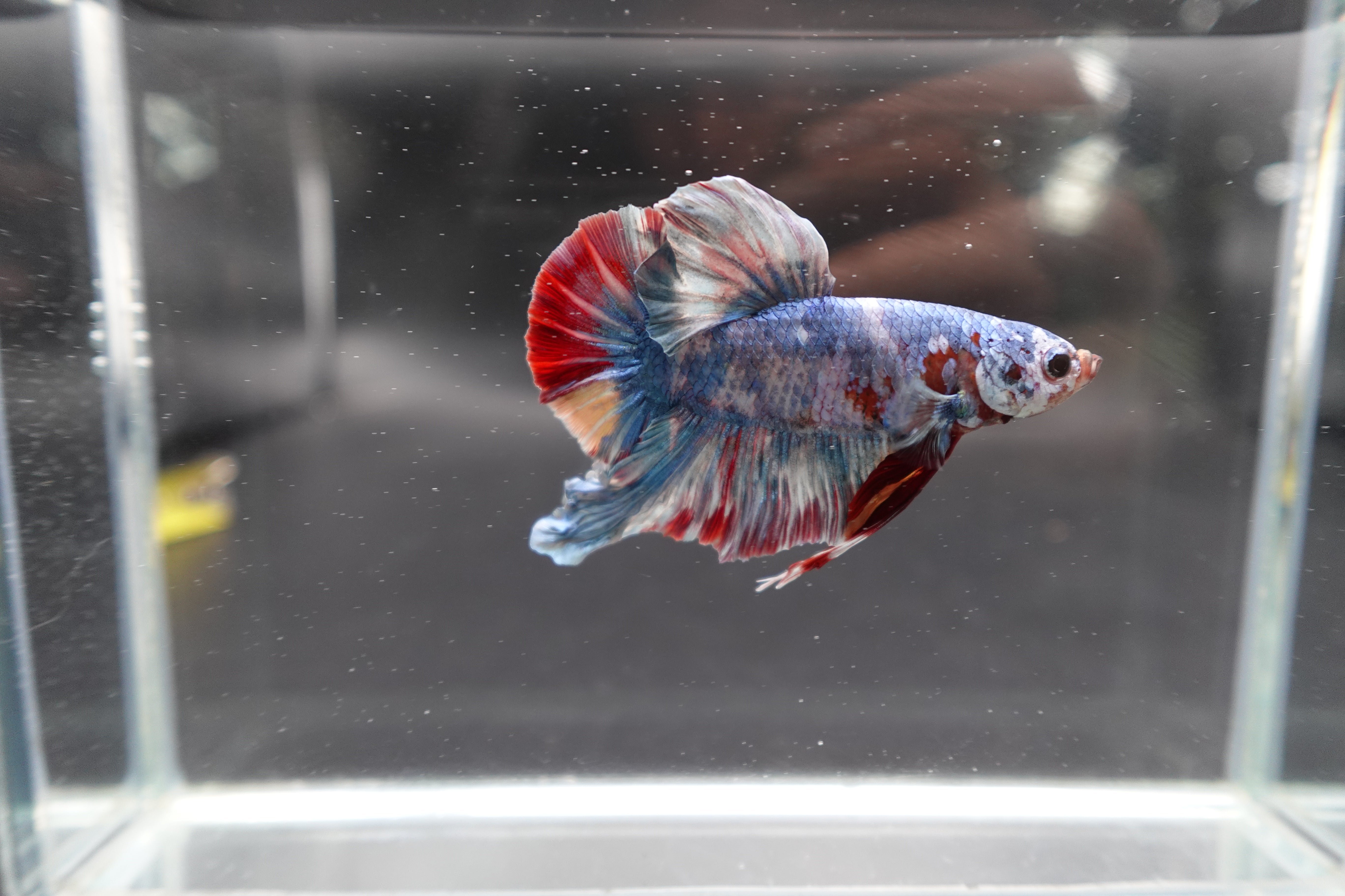 Rare Giant Multicolors Betta Fish