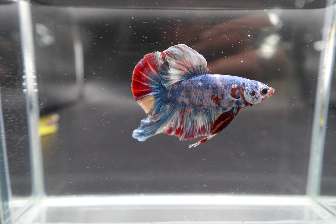 Rare Giant Multicolors Betta Fish