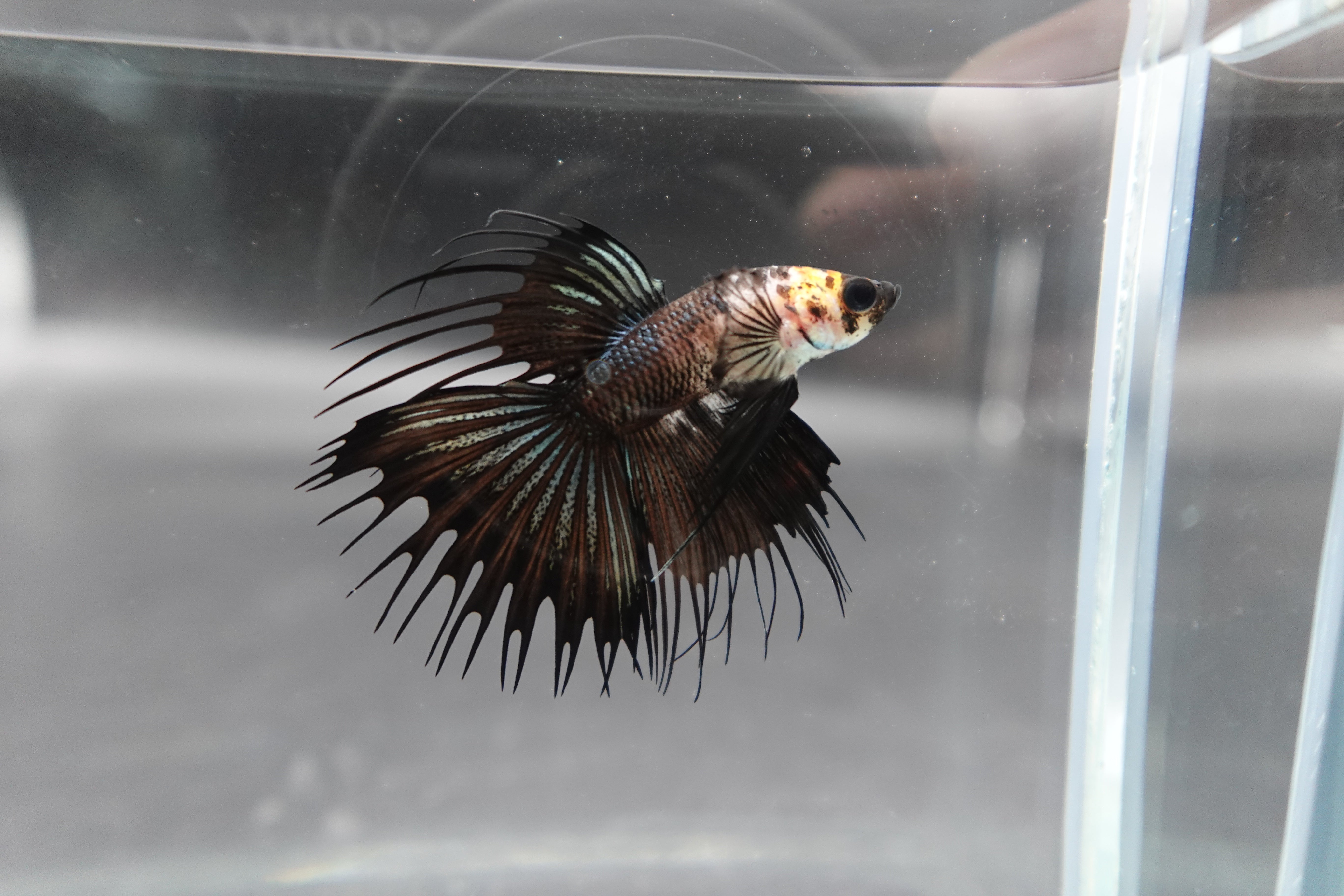 Competition grade - Crowntail Cow Pattern Betta Fish