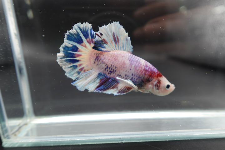 Rare Giant Koi Candy Betta Fish