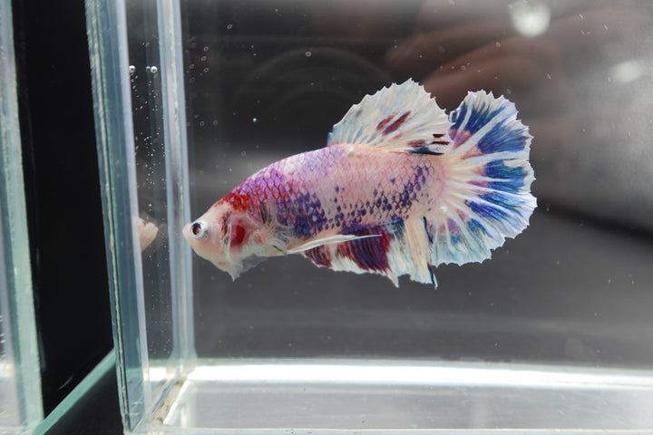 Rare Giant Koi Candy Betta Fish