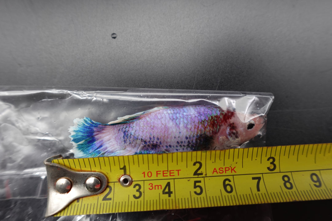 Rare Giant Koi Candy Betta Fish