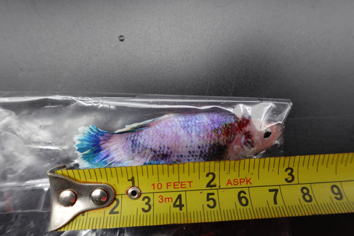 Rare Giant Koi Candy Betta Fish