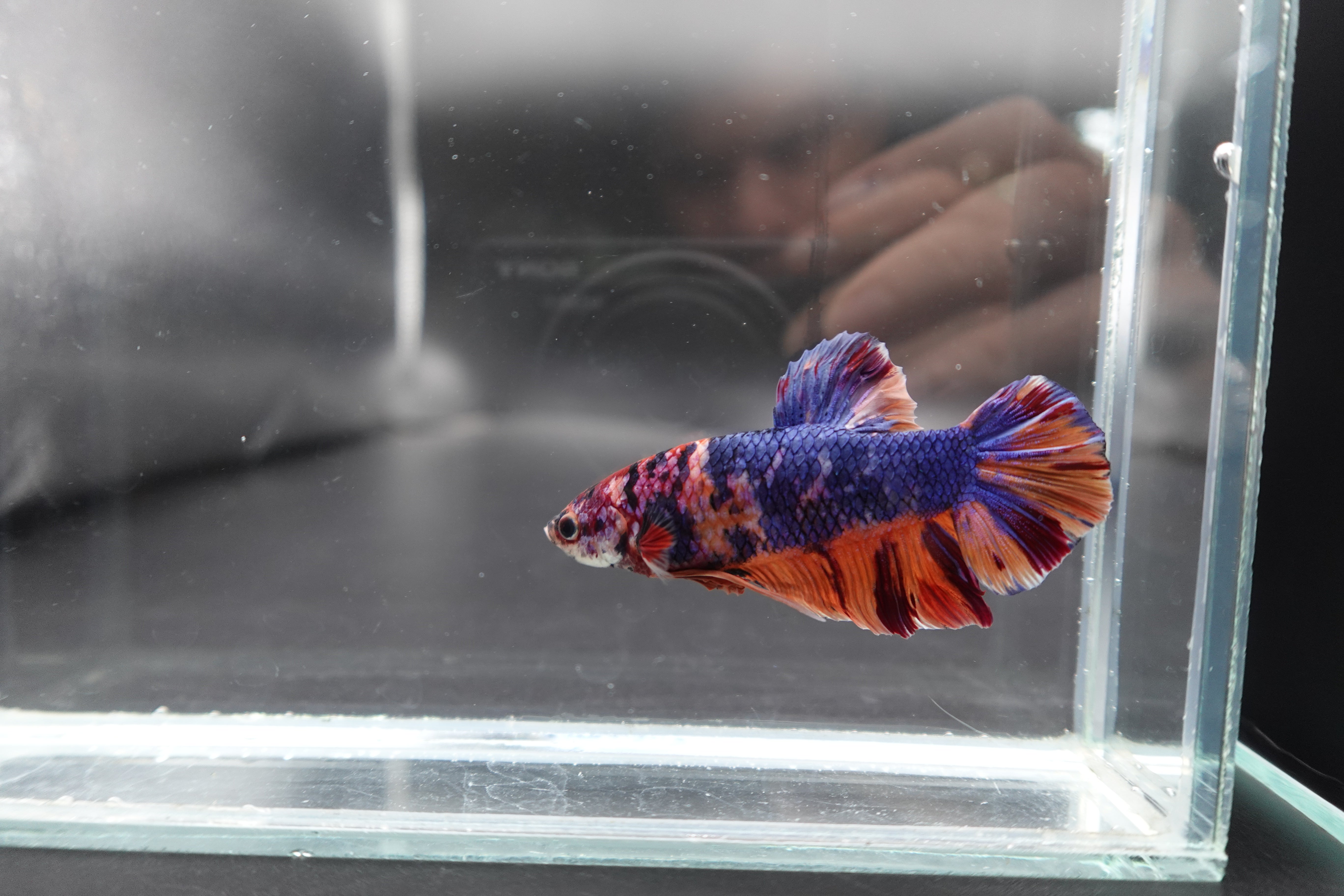 Rare Giant Multicolors Betta Fish