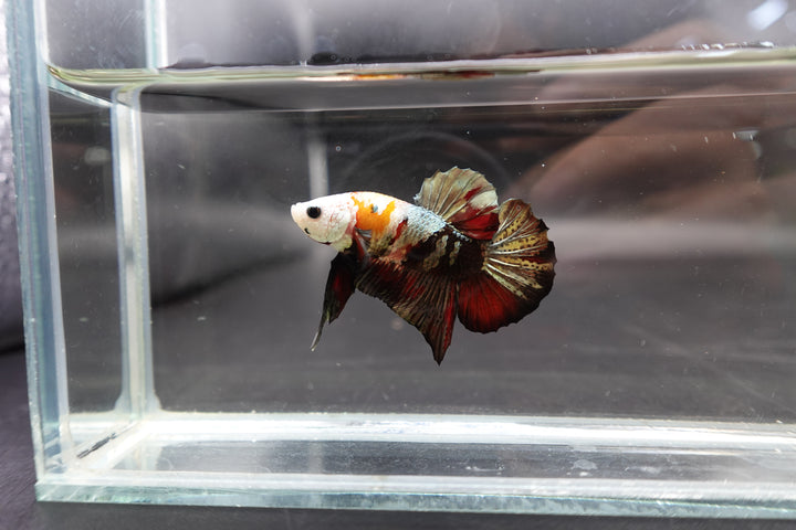 Competition grade - Multicolors White Face Betta Fish