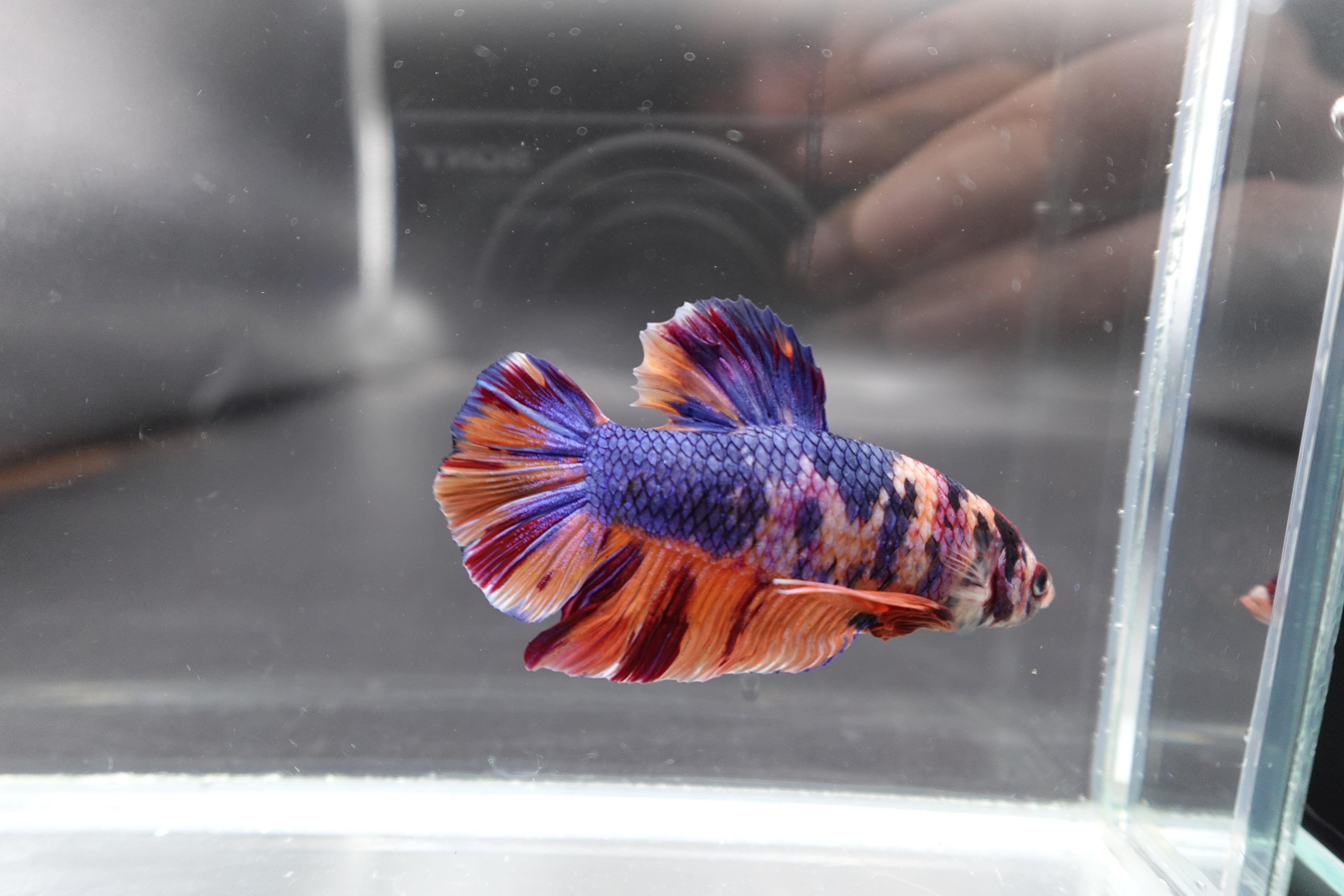 Rare Giant Multicolors Betta Fish