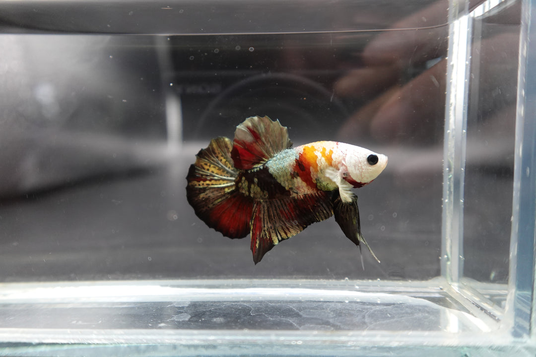 Competition grade - Multicolors White Face Betta Fish