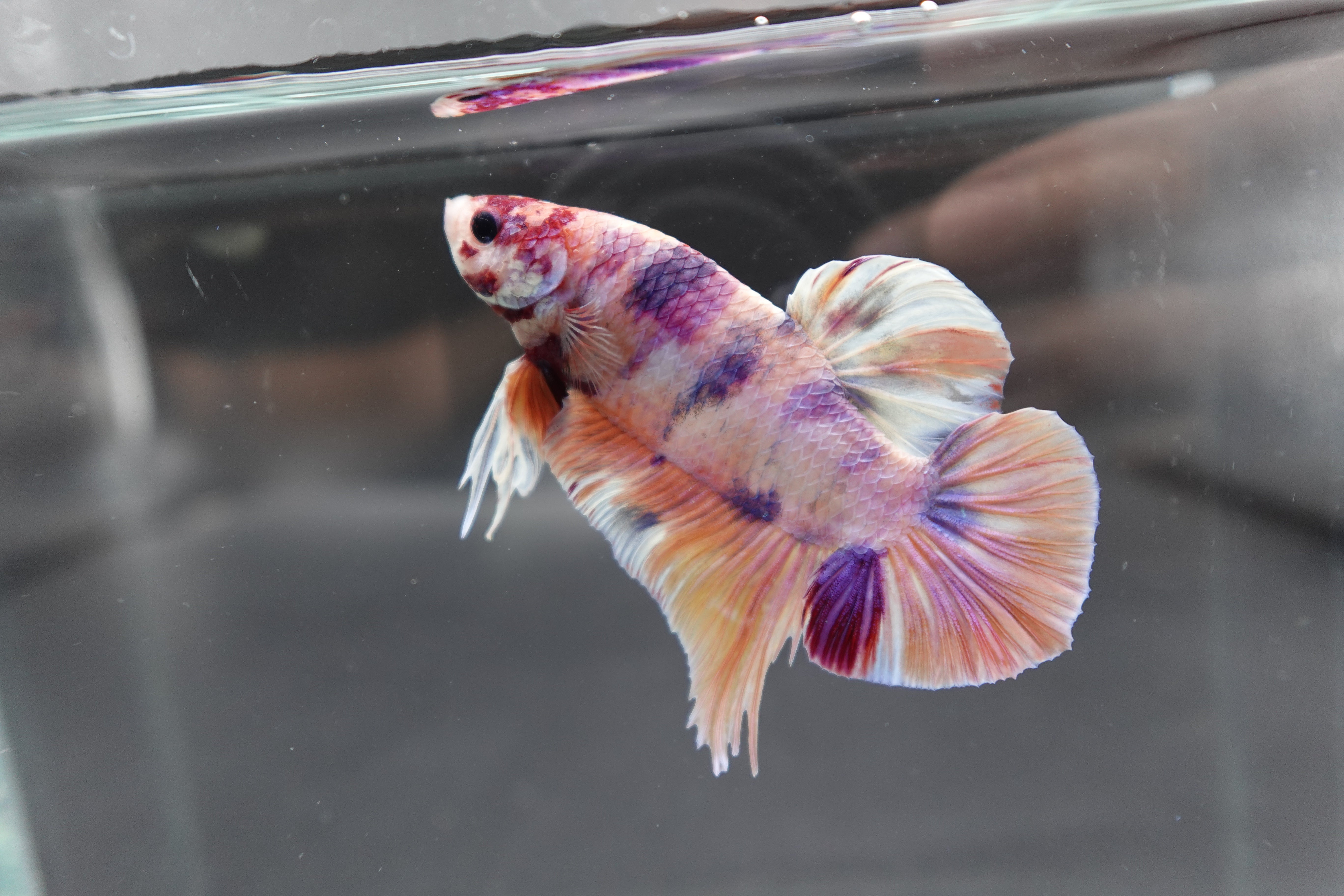 Rare Giant Multicolors Betta Fish