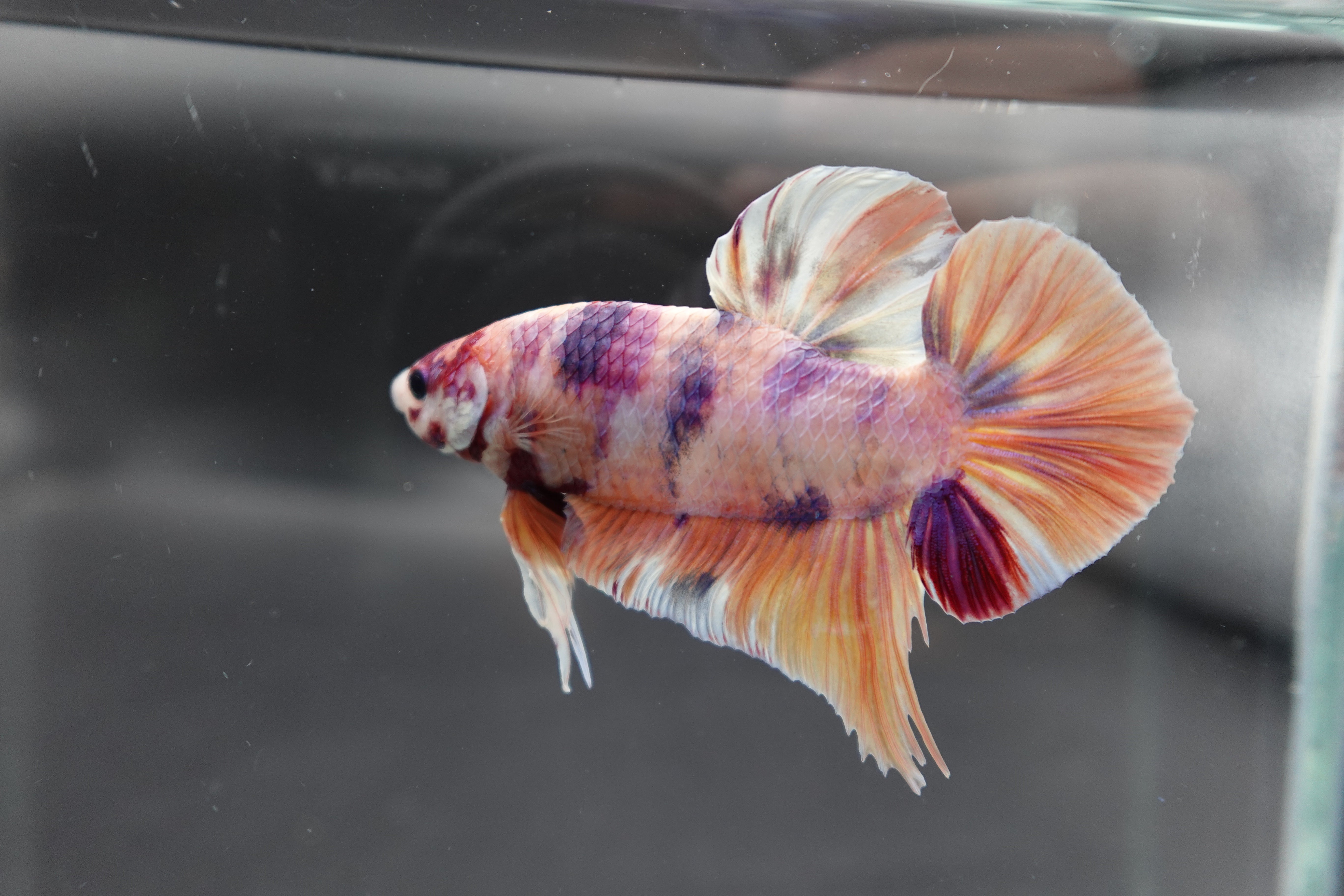 Rare Giant Multicolors Betta Fish