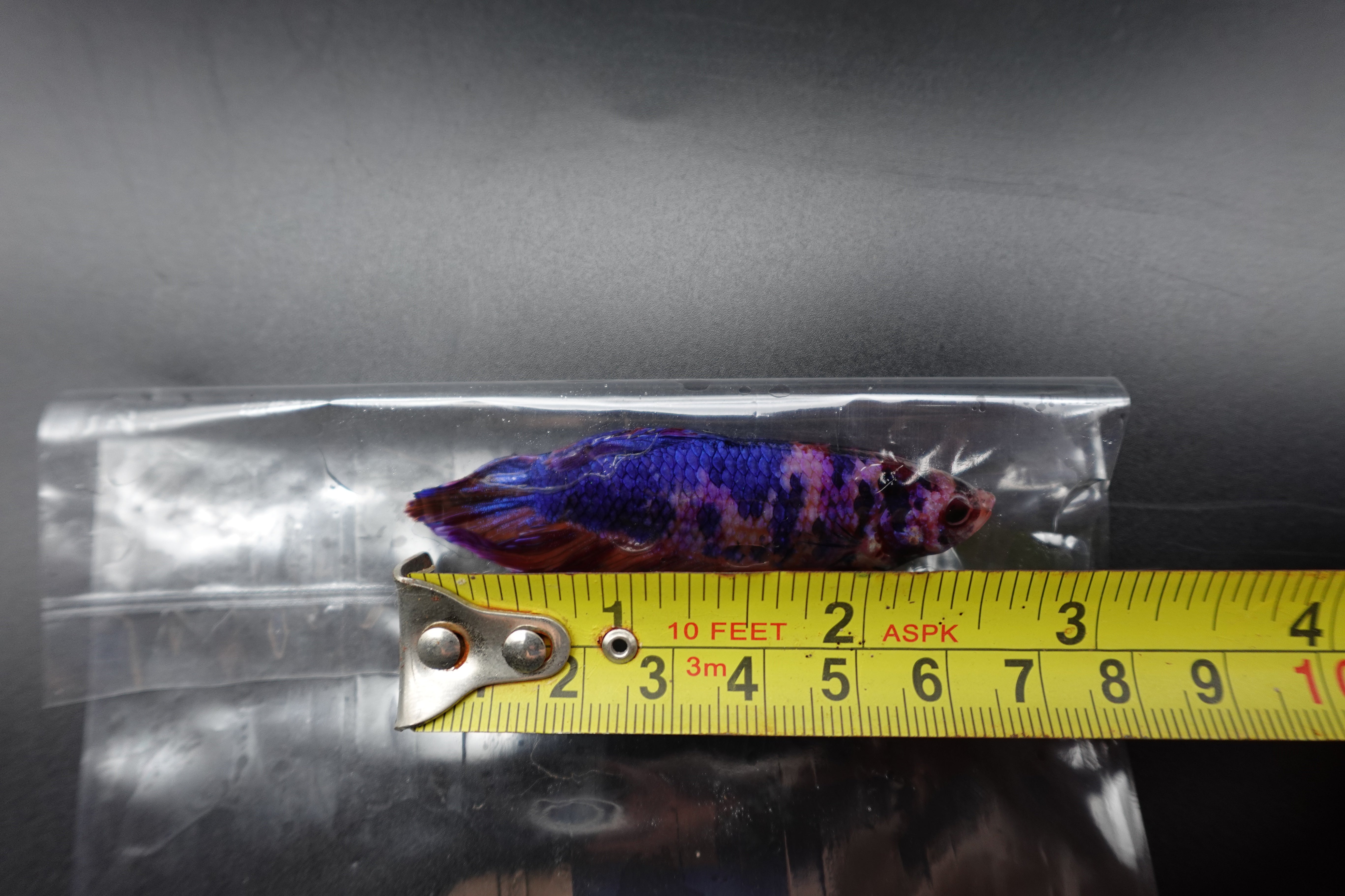 Rare Giant Multicolors Betta Fish