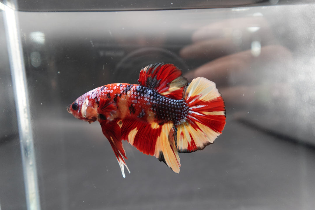 Rare Giant Multicolors Betta Fish