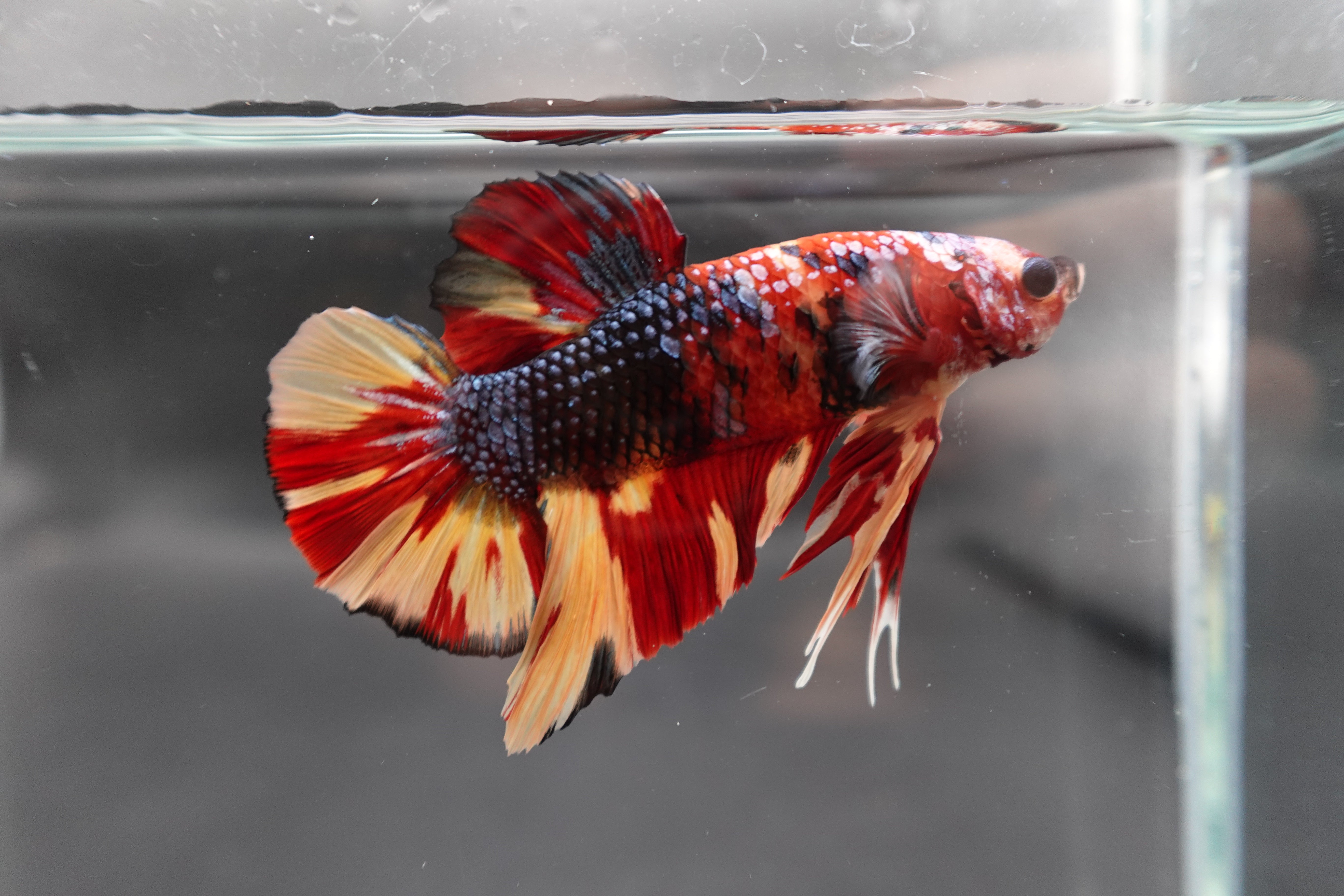 Rare Giant Multicolors Betta Fish