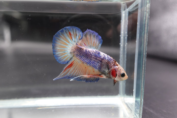 Competition grade - Classic PK Betta Fish