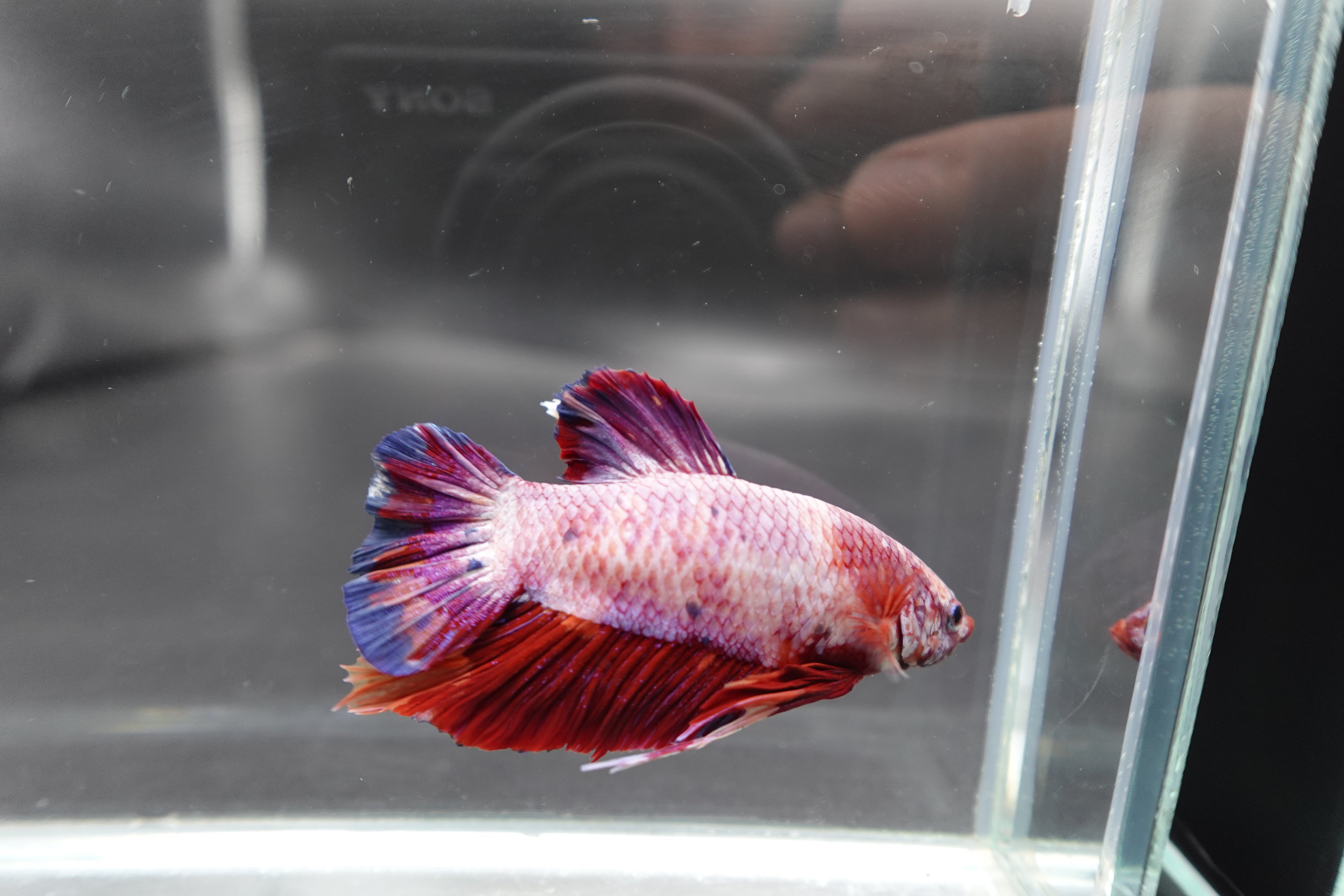 Rare Giant Multicolors Betta Fish