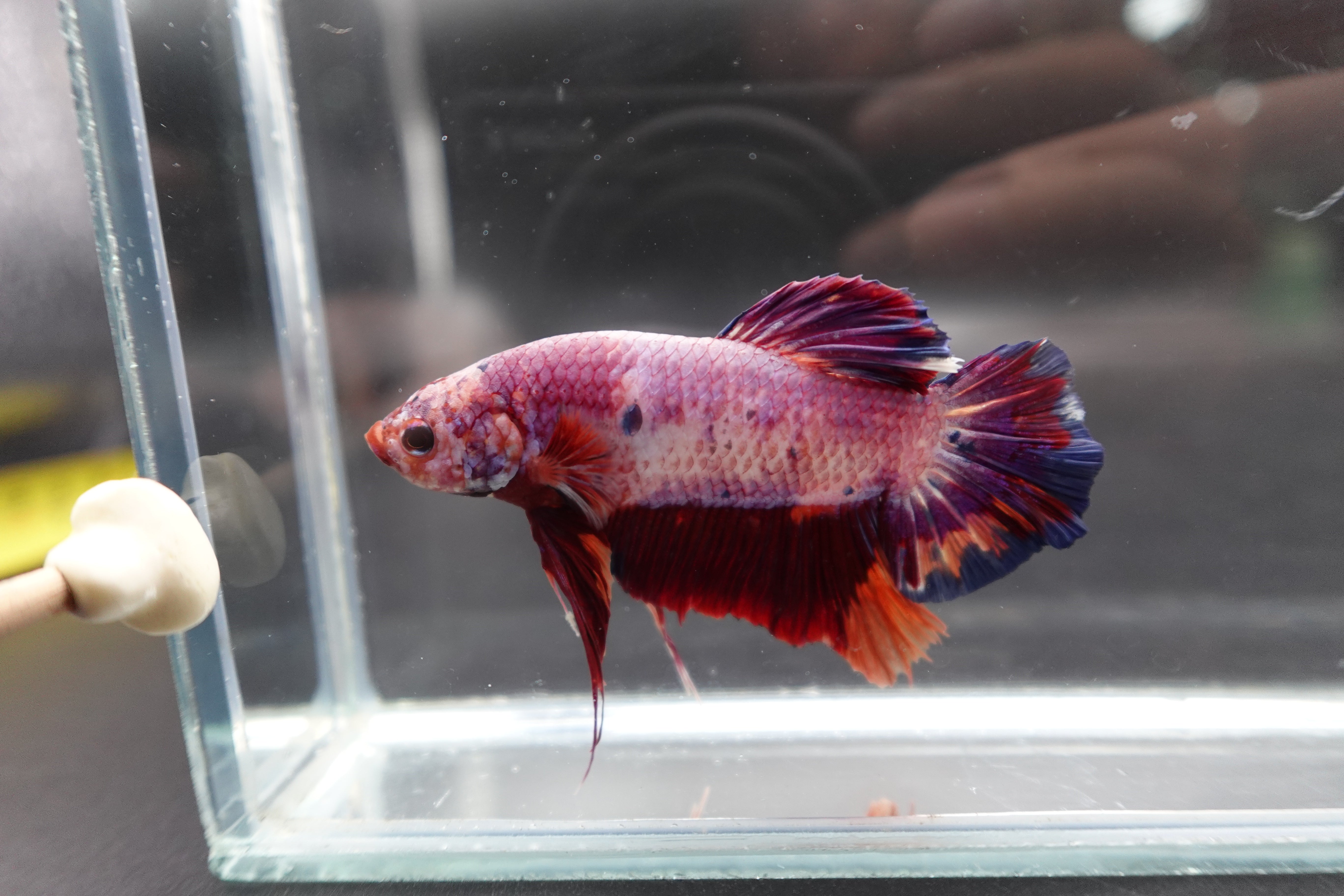 Rare Giant Multicolors Betta Fish