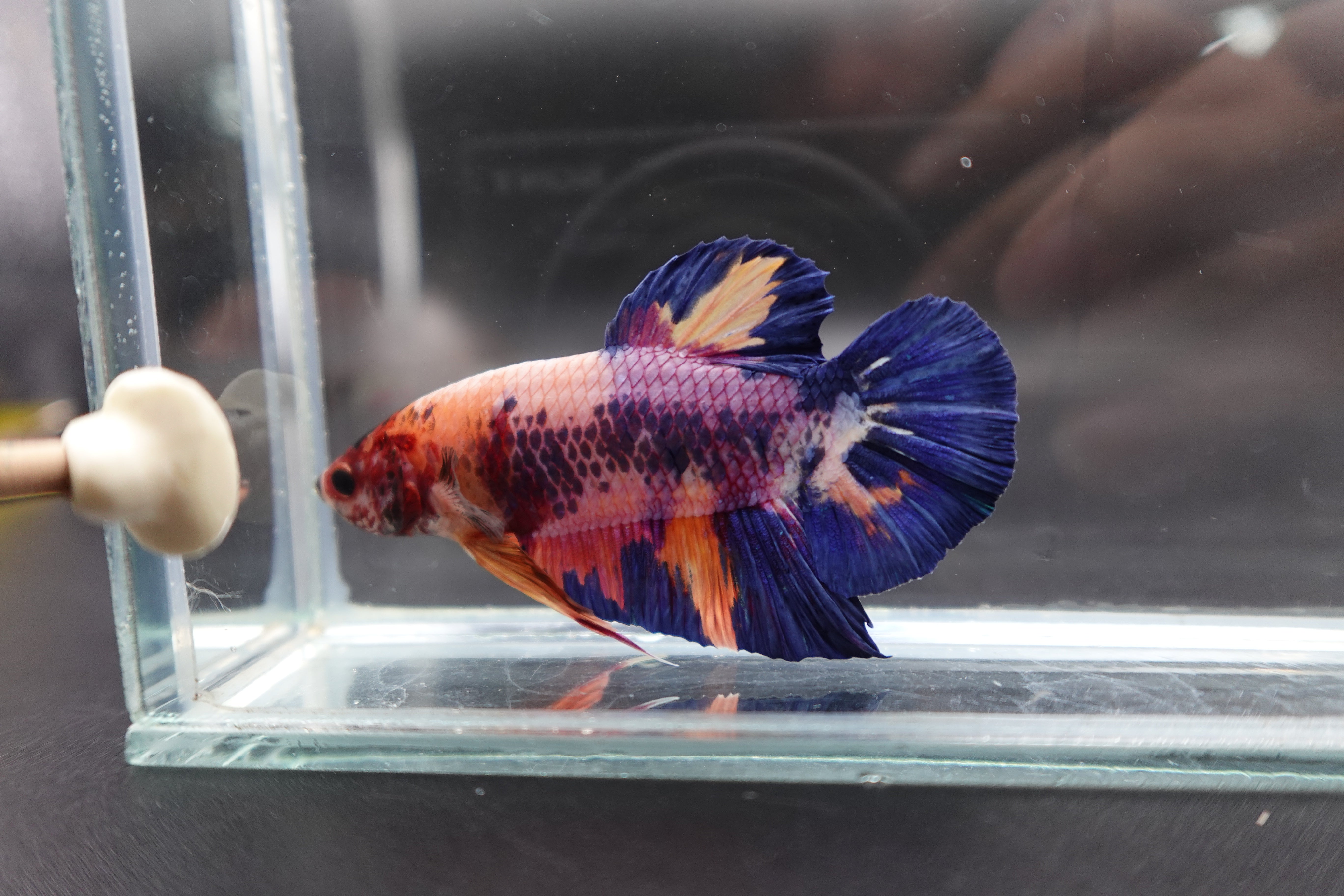 Rare Giant Multicolors Betta Fish