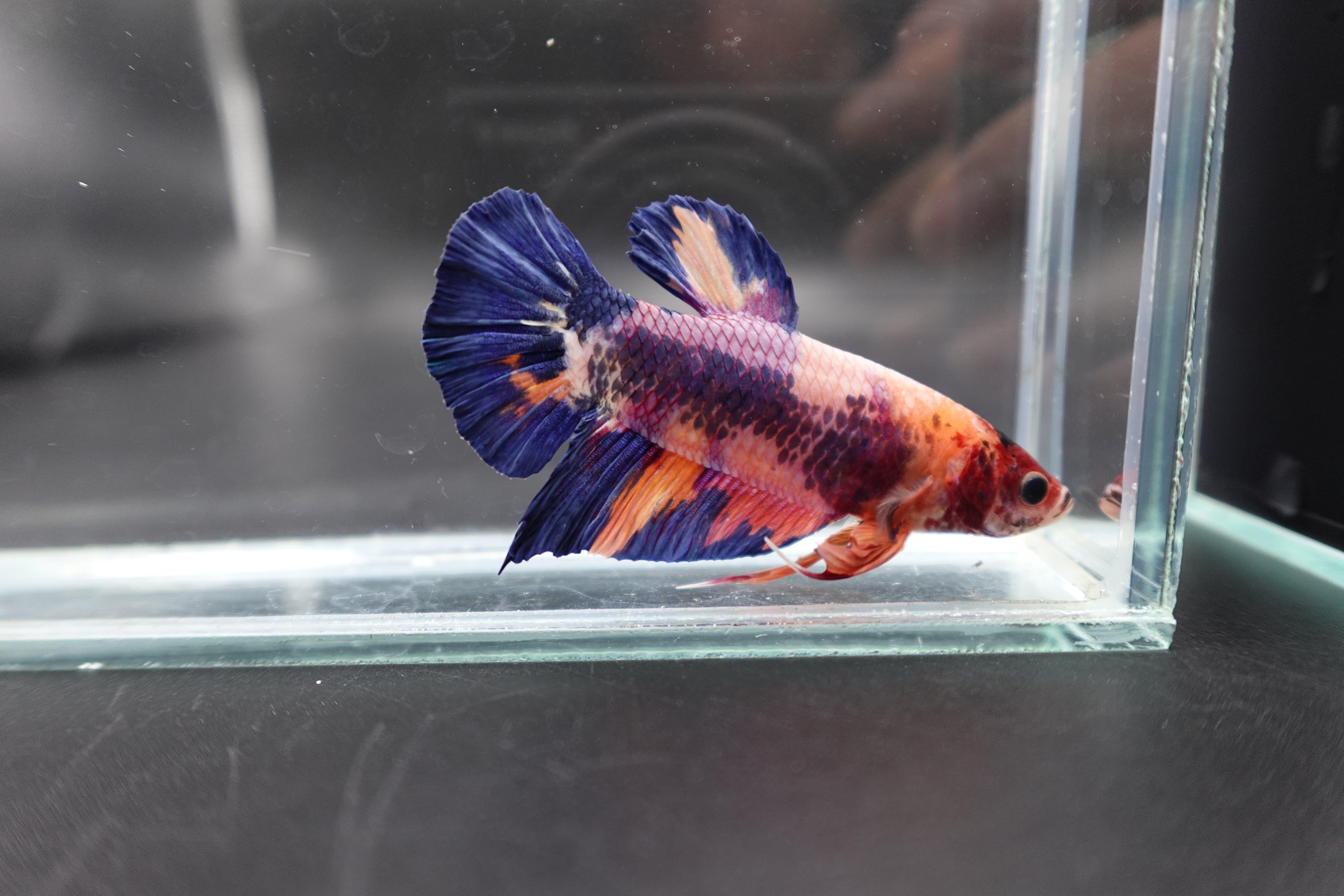 Rare Giant Multicolors Betta Fish