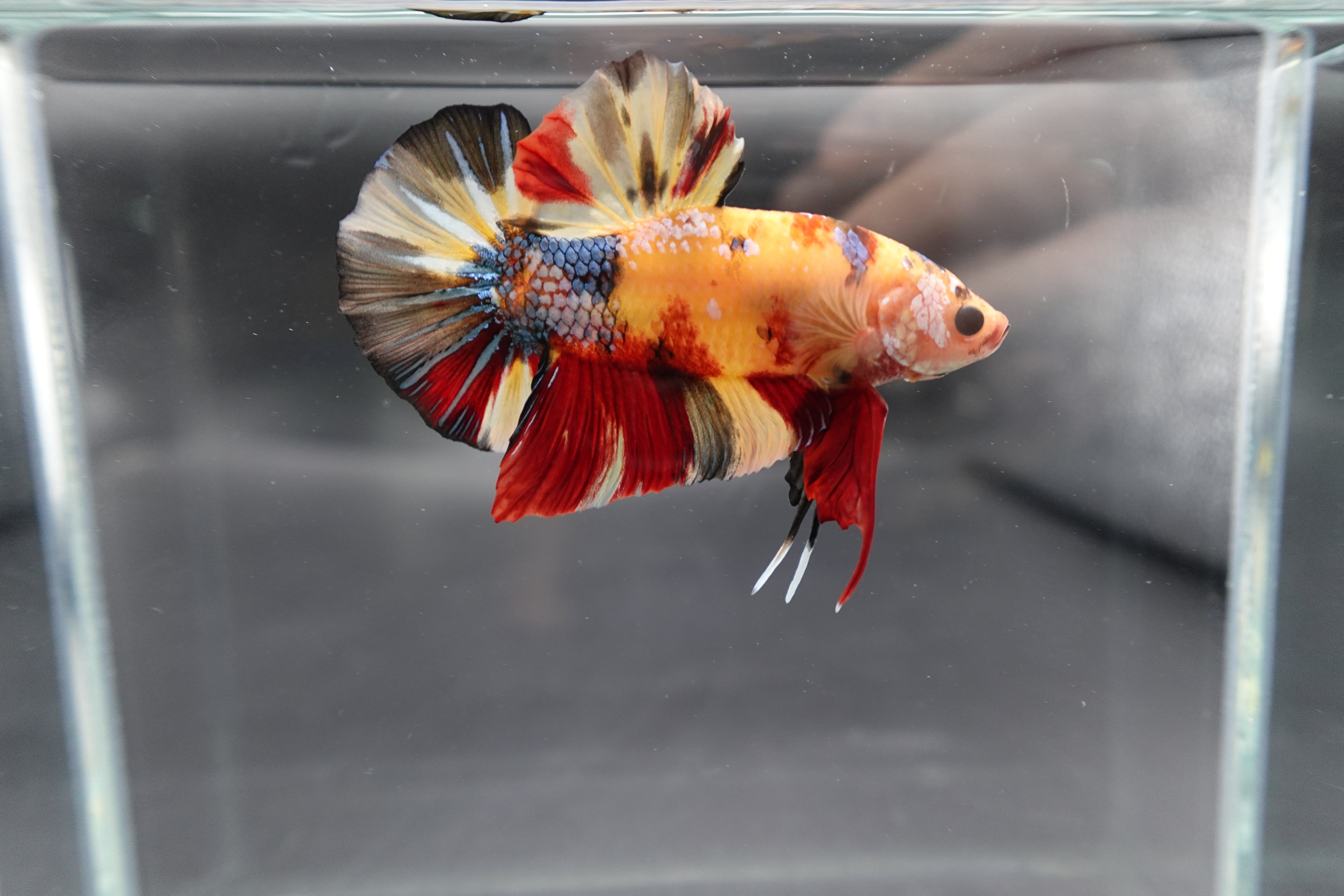 Rare Giant Multicolors Betta Fish