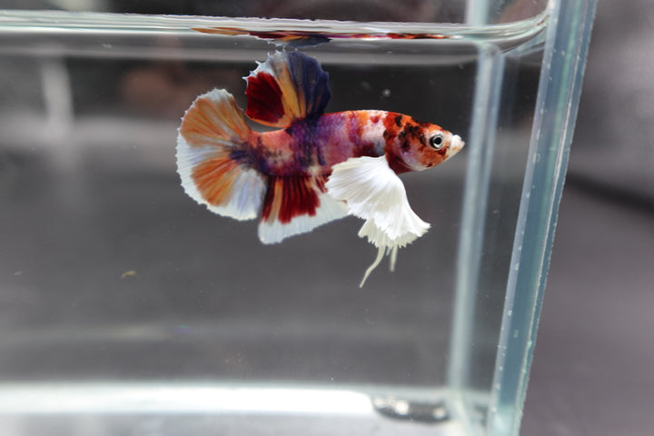 Competition grade - Dumbo Multicolors Betta Fish